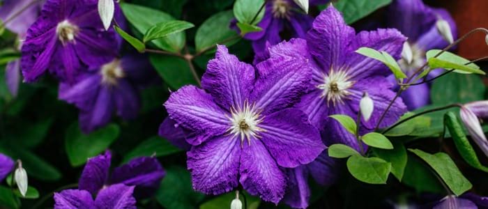 Staudenclematis